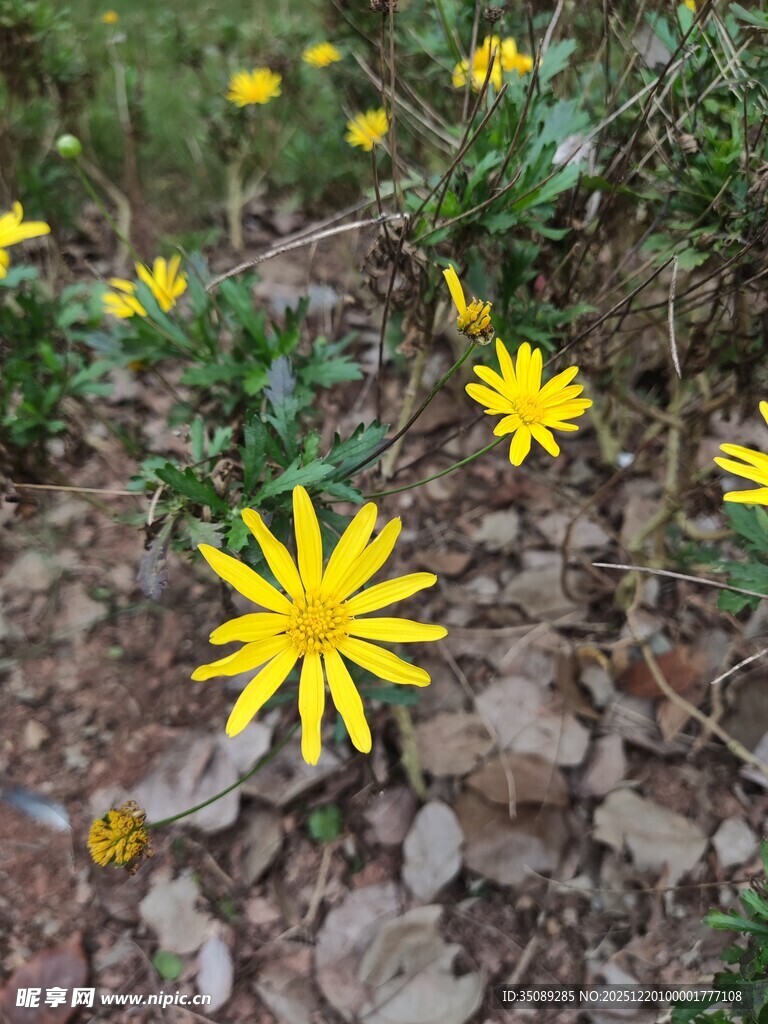 山坡上绽放的黄色小花