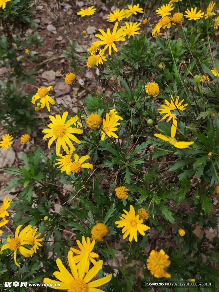 金黄灿烂的小菊花绽放