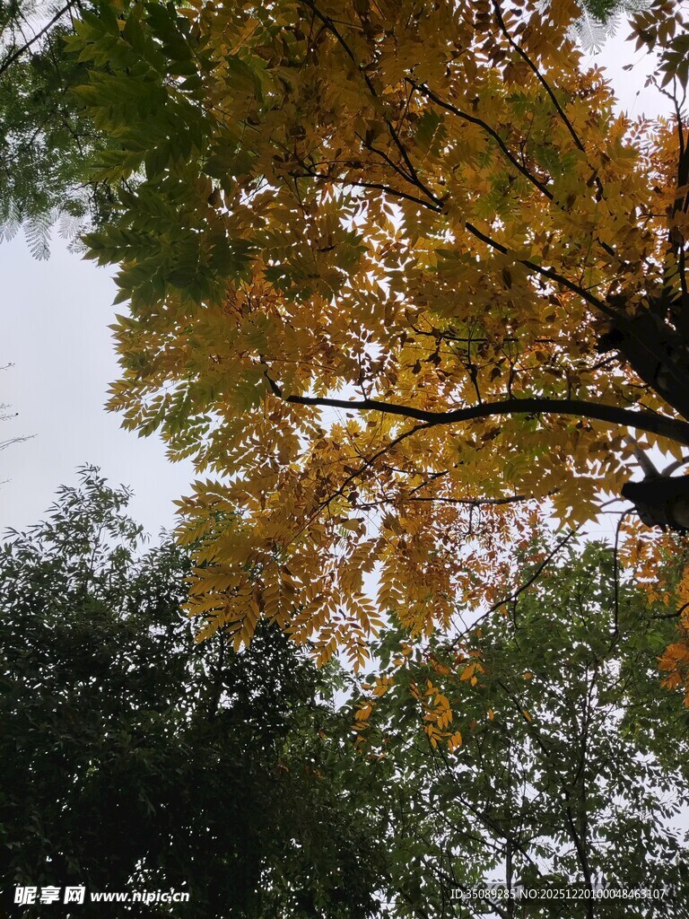 秋日金黄树叶的树梢景致