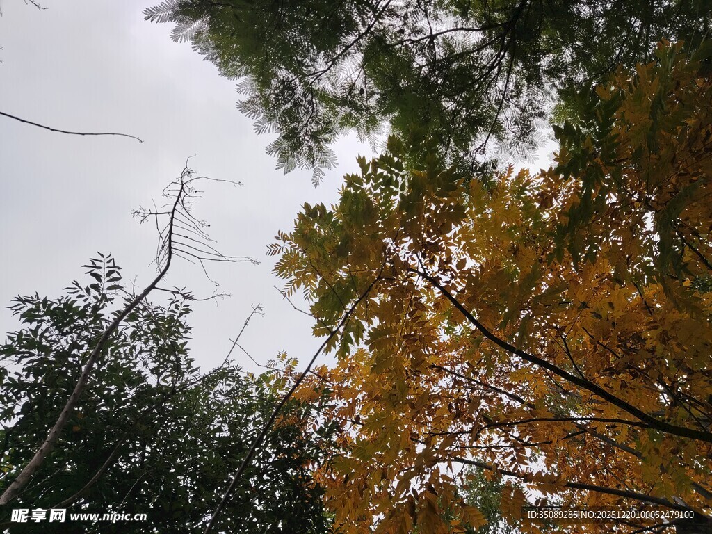 秋日树梢天空与枝叶景致