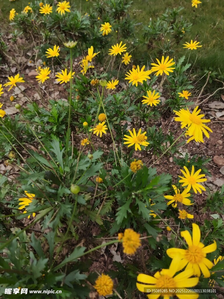 金黄小花绽放于草地