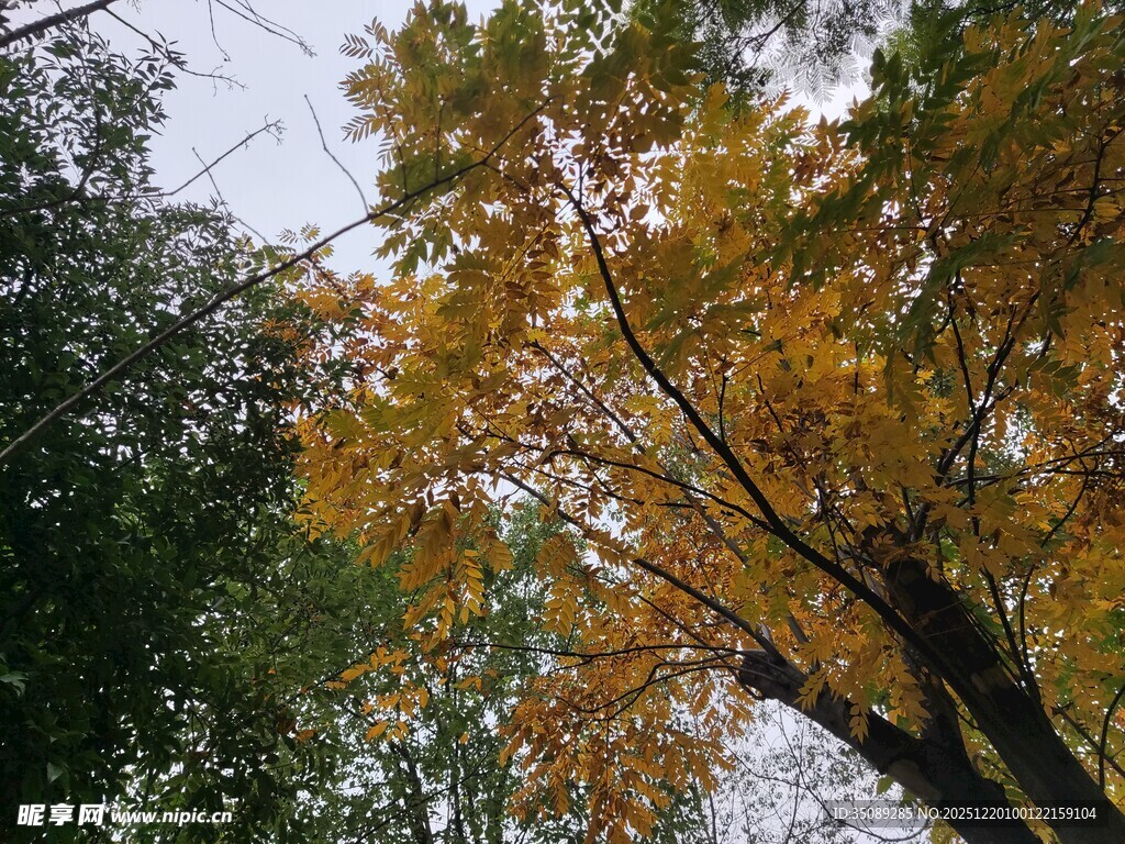 秋日金黄树叶的美丽景致