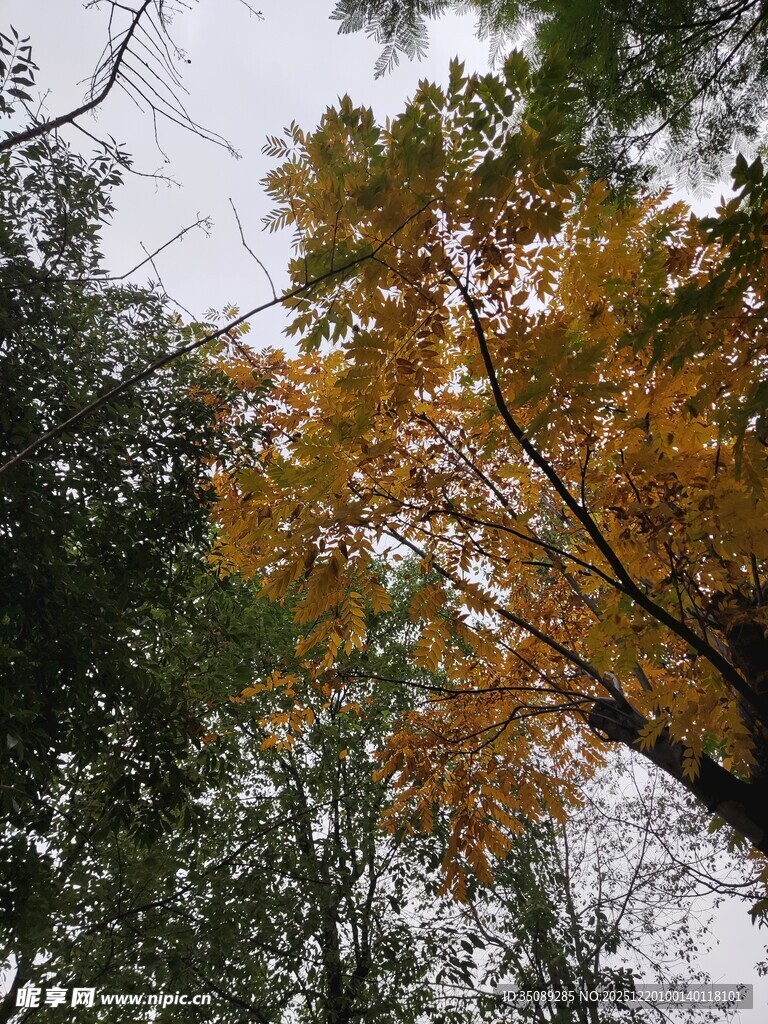 秋日林间斑斓树梢