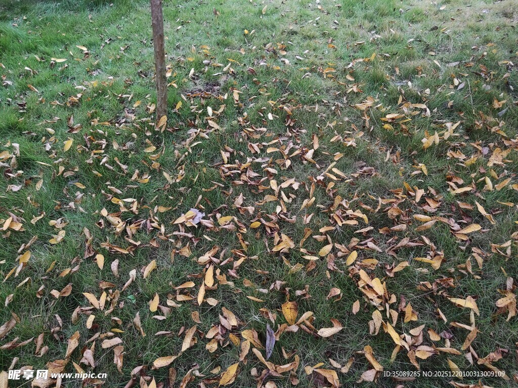 树下落叶铺就秋日景致