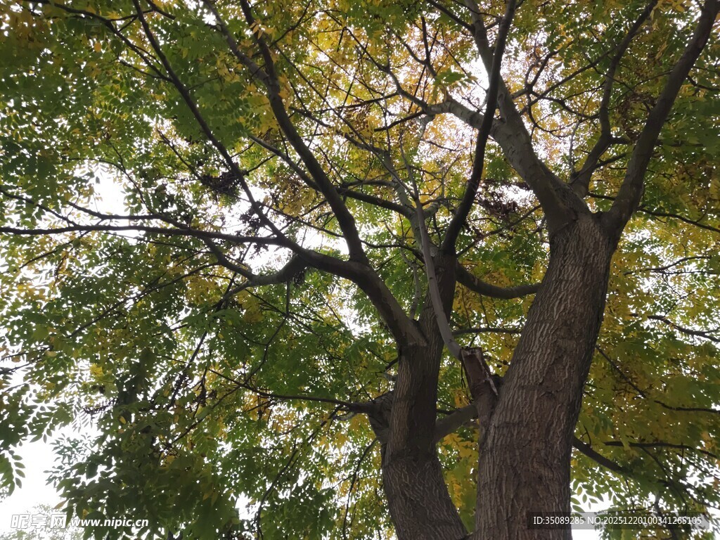 繁茂大树展现自然生命力