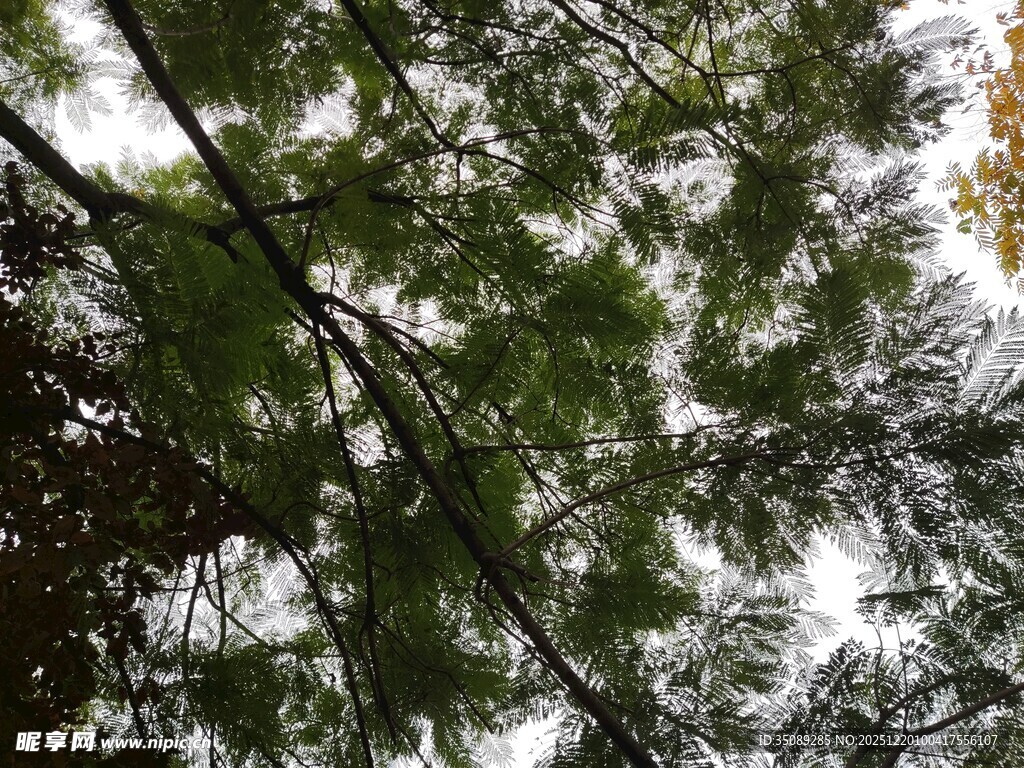 仰视茂密翠绿的树木枝叶