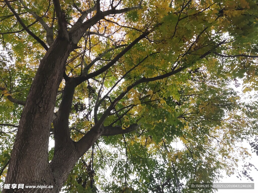 仰视茂密大树枝叶繁茂