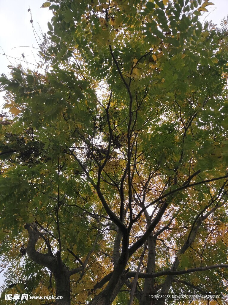 秋日繁茂绿树景致