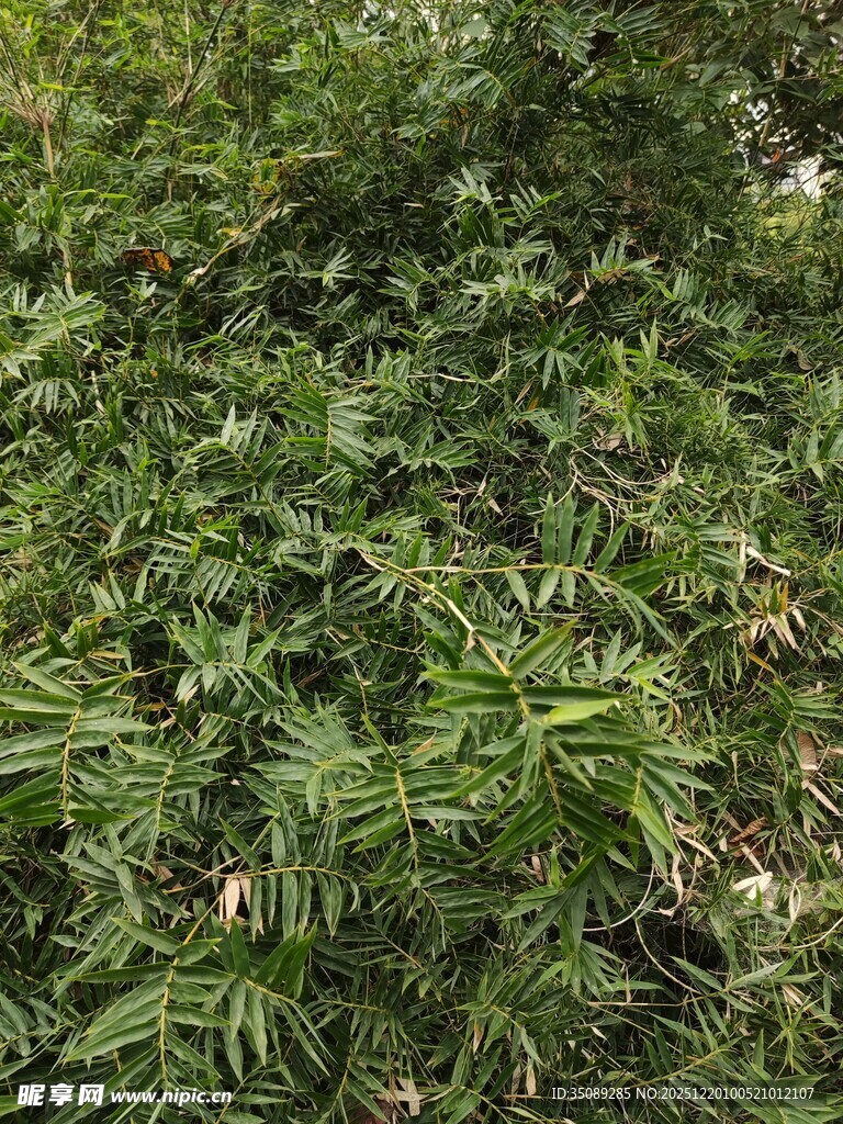 茂密翠绿的植物景观