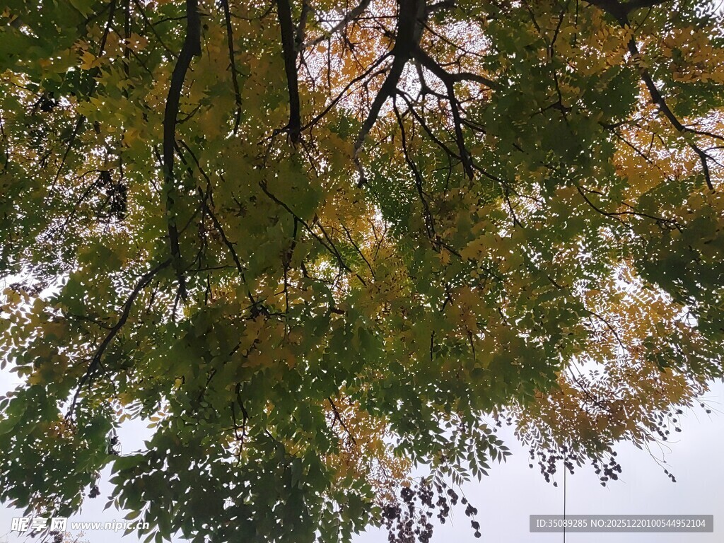 仰视秋日斑斓树冠