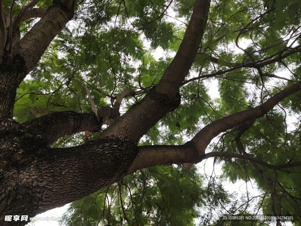 仰视繁茂大树枝叶
