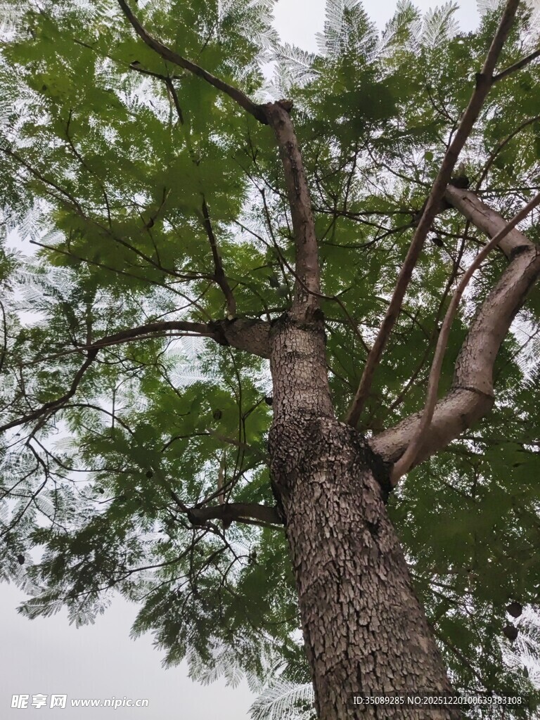 高大挺拔的茂盛树木