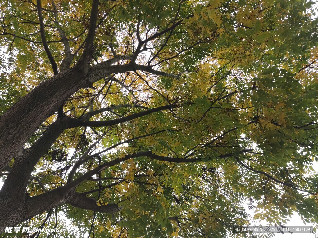 繁茂大树枝叶间的光影