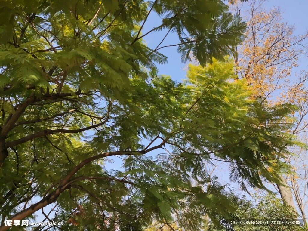 阳光下繁茂的绿树景观