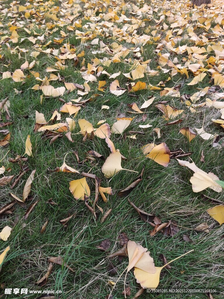 秋日草地银杏落叶美景