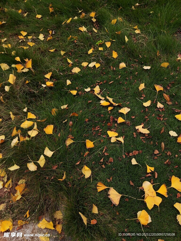 秋日草地落满金黄银杏叶