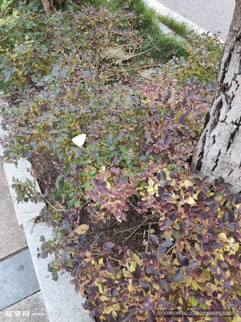 秋日树下多彩植物景致