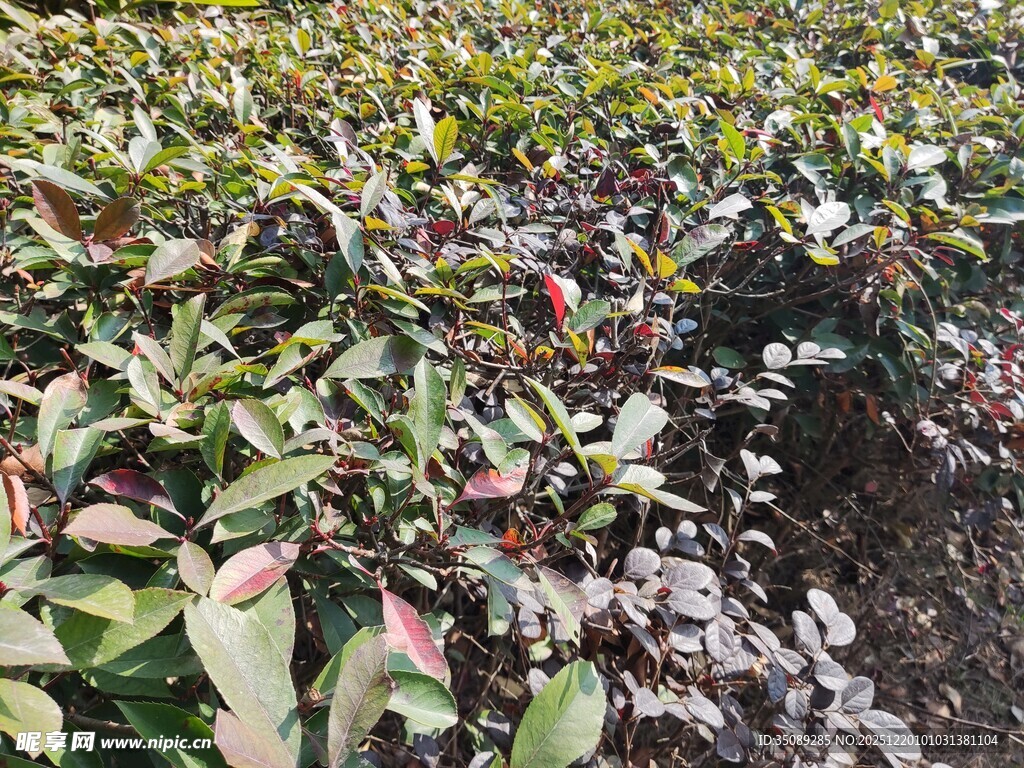 紫叶植物苗田景观