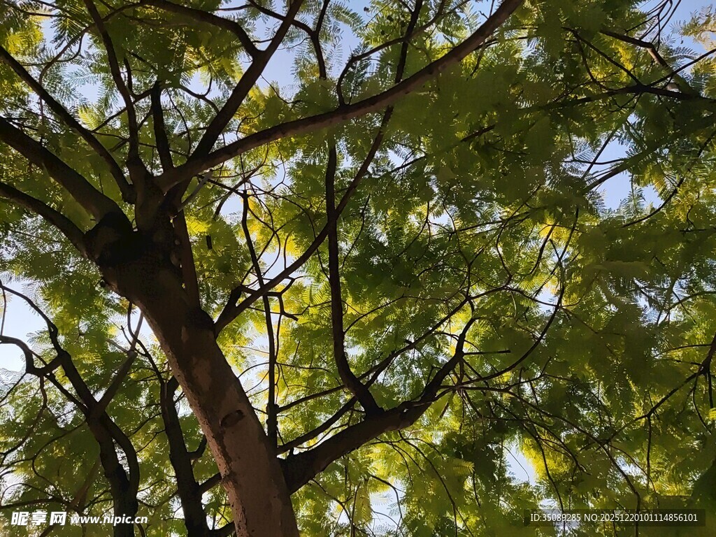 仰视繁茂绿树