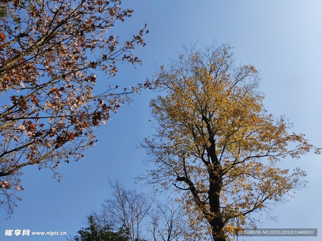 秋日树梢蓝天映衬美景