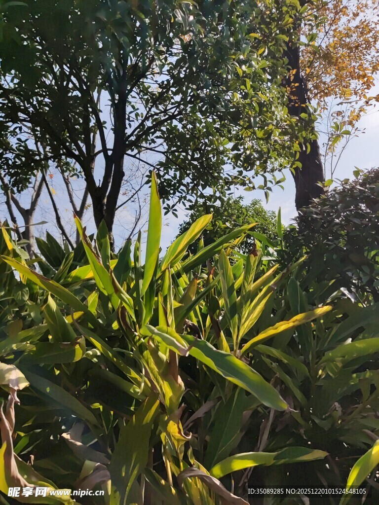 繁茂绿植自然景致一角