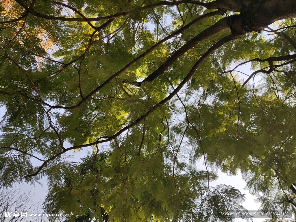仰视翠绿繁茂的树枝