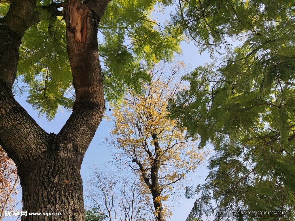 秋日挺拔大树与蓝天景致