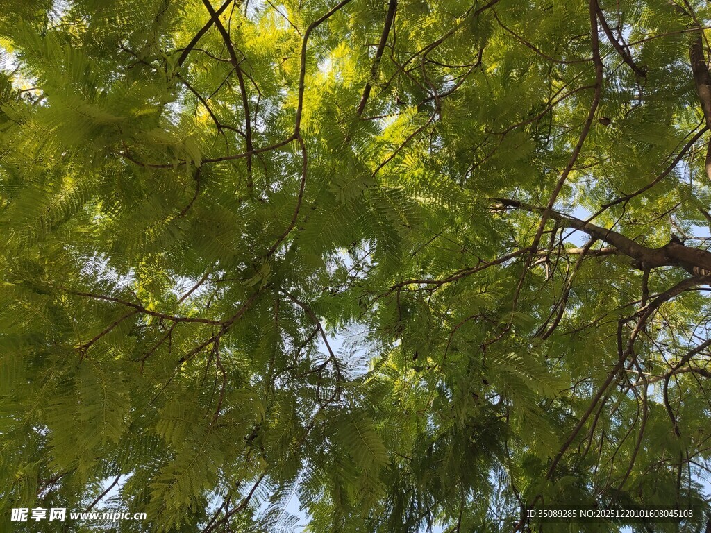 仰视葱郁繁茂的树冠