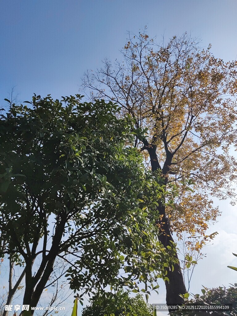 阳光下的绿树与黄叶