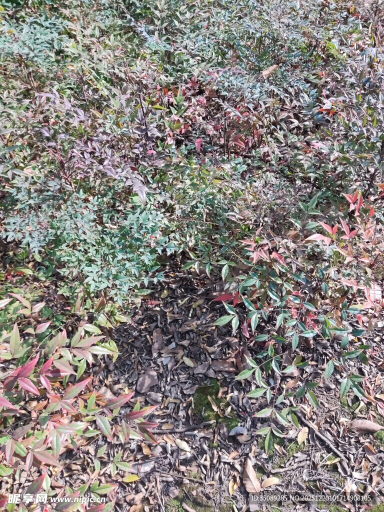 地面上的多彩植物景观