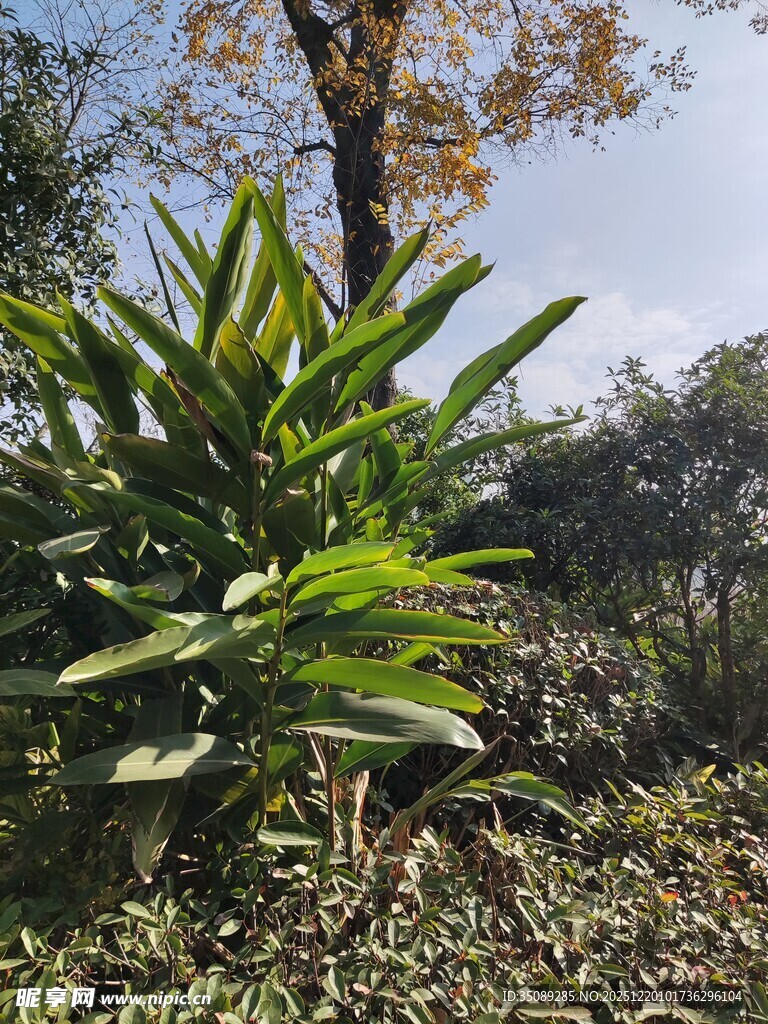 户外翠绿植物景观