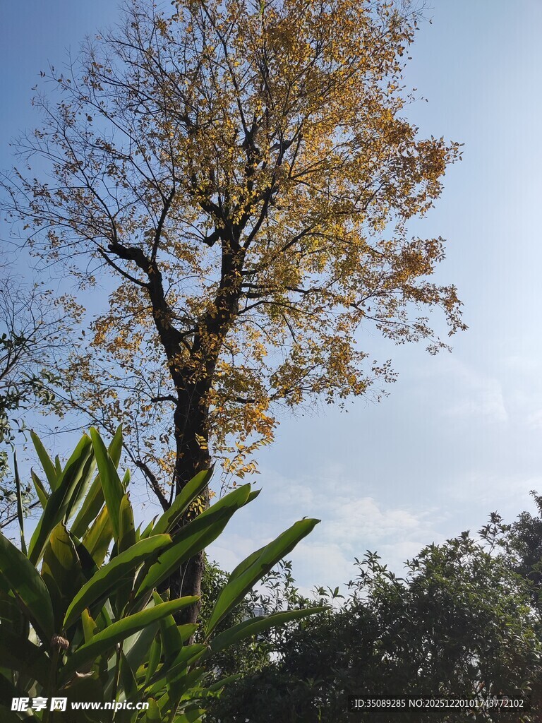 秋日孤树伴绿植