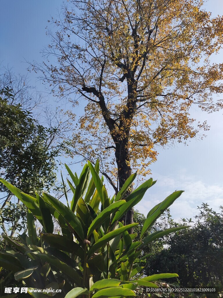 秋日林间树木与绿植景观