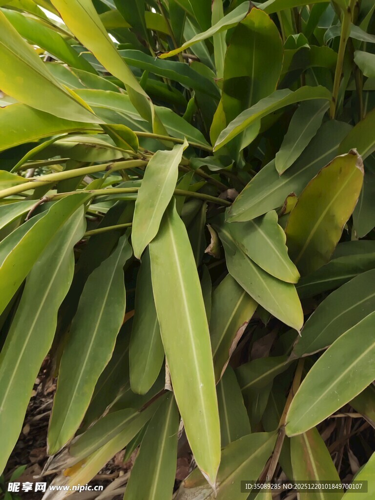 翠绿舒展的植物叶片