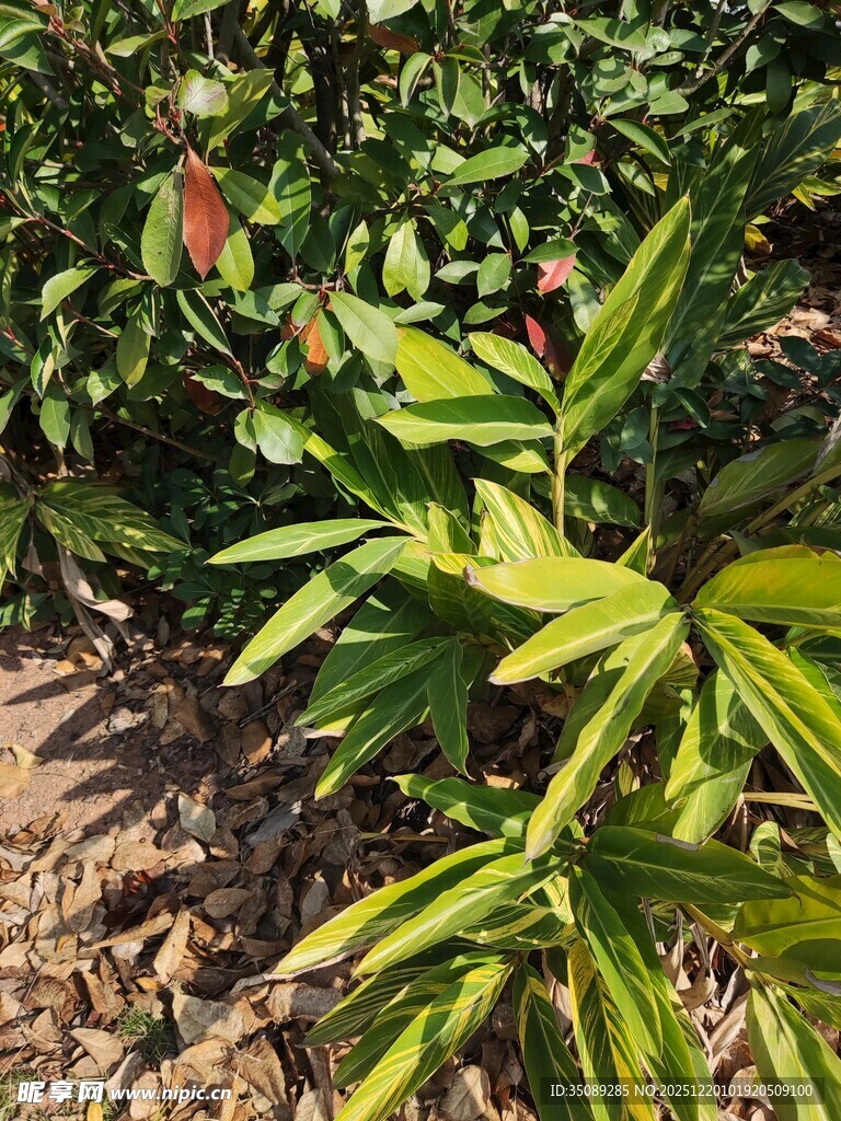 翠绿植物展现自然生机