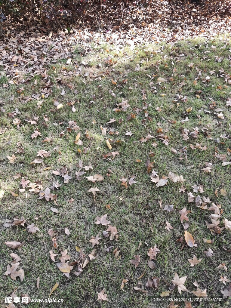 地面散落枯黄落叶