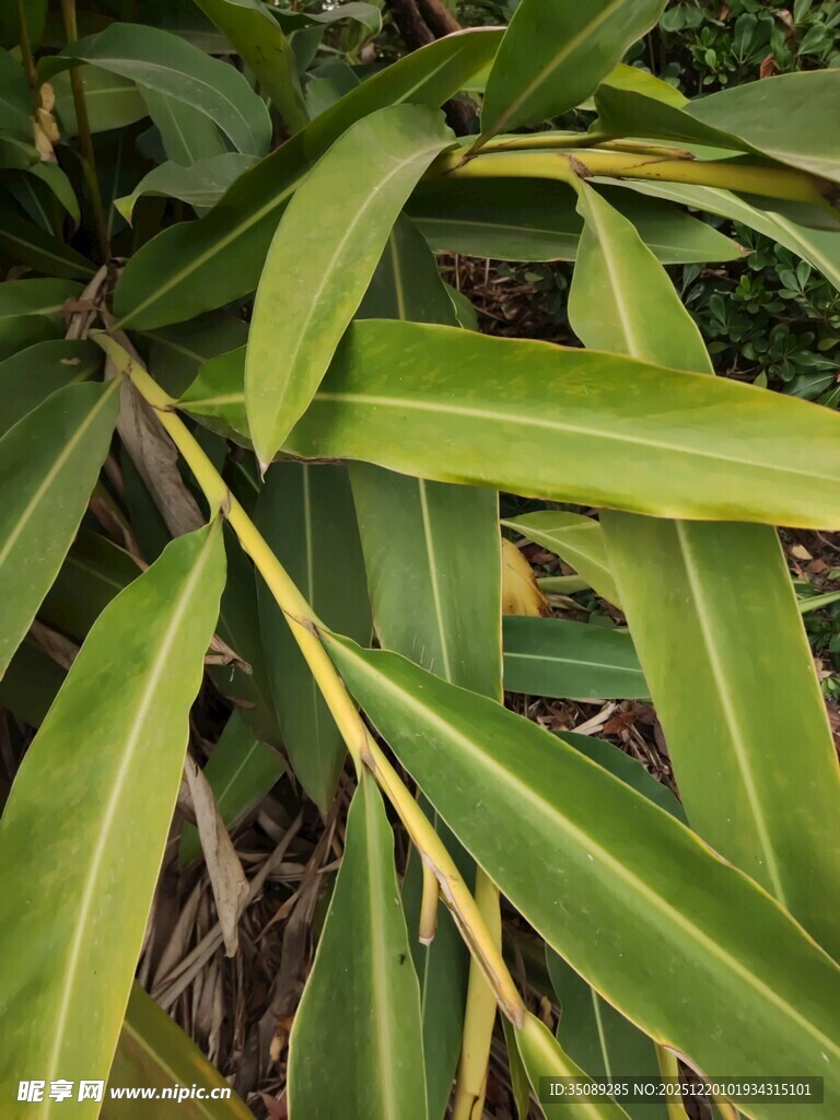 翠绿阔叶植物特写