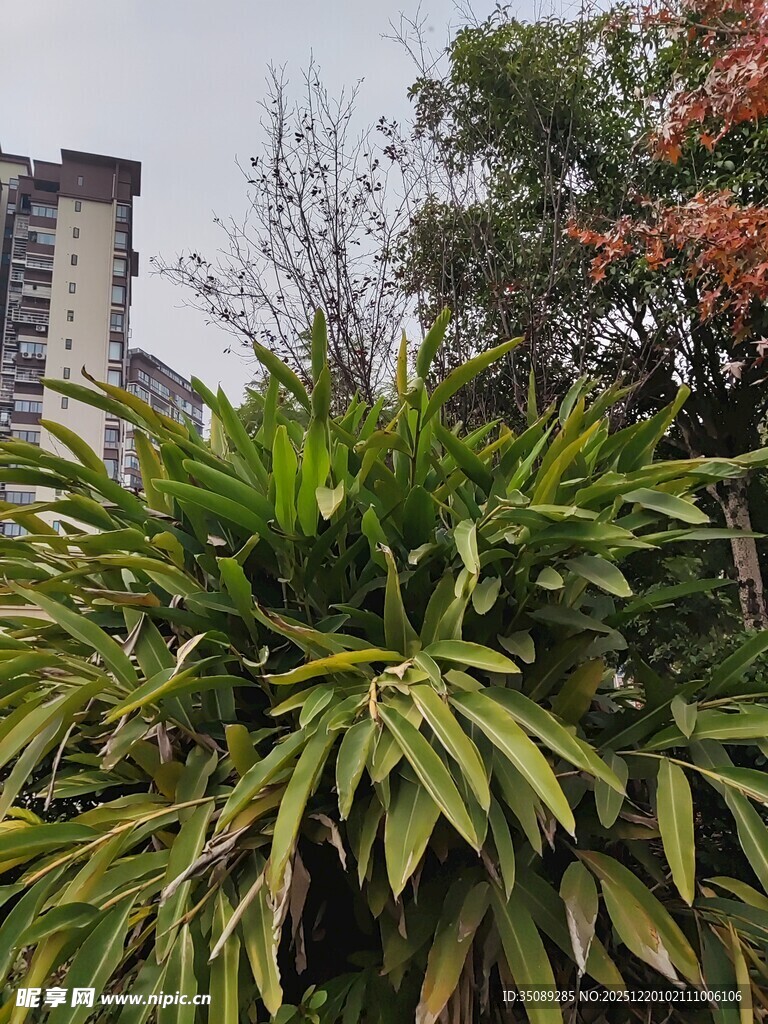 城市中茂盛的绿色植物