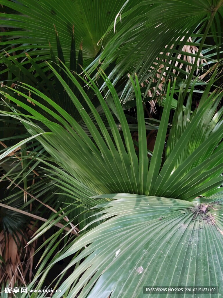 翠绿蒲葵叶片特写