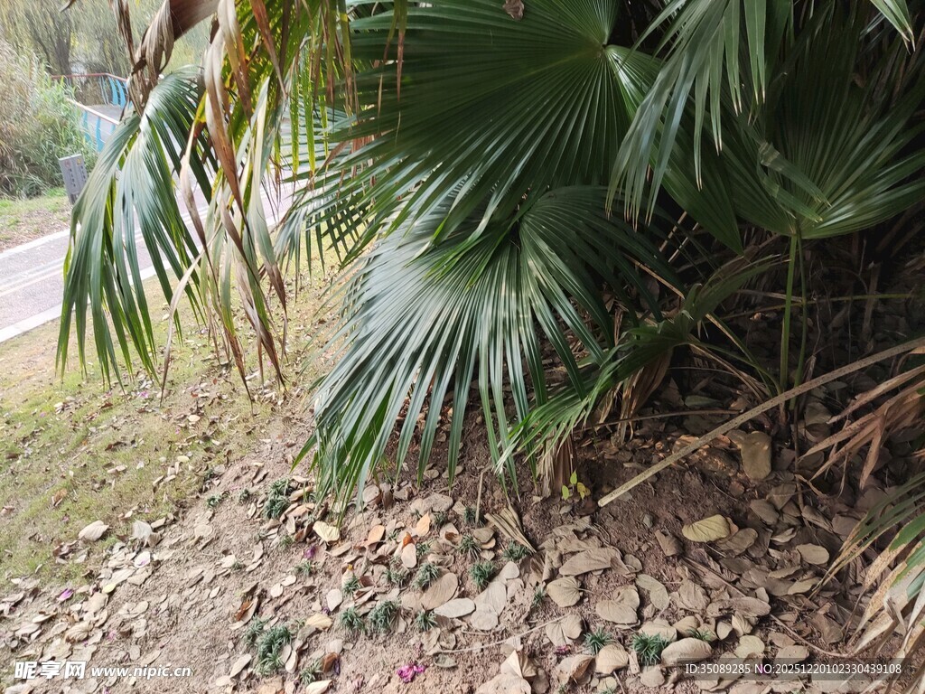 路边的翠绿棕榈植物