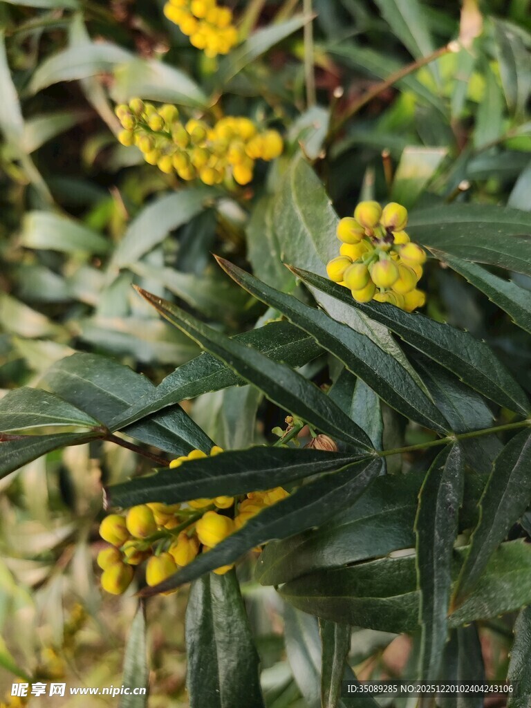 绿叶间的黄色小花绽放