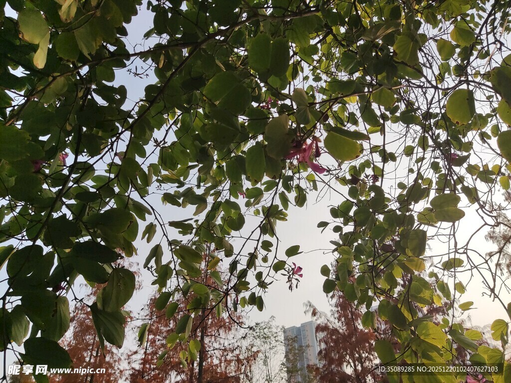 枝叶间的秋日景致