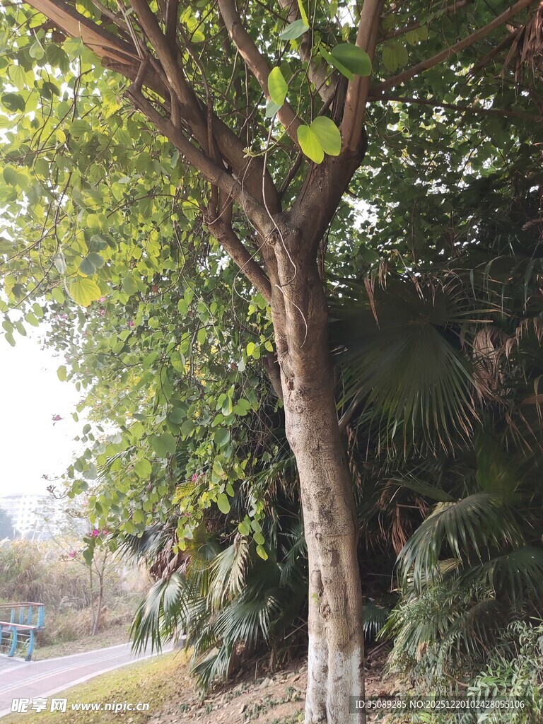 路边绿树成荫的自然景象