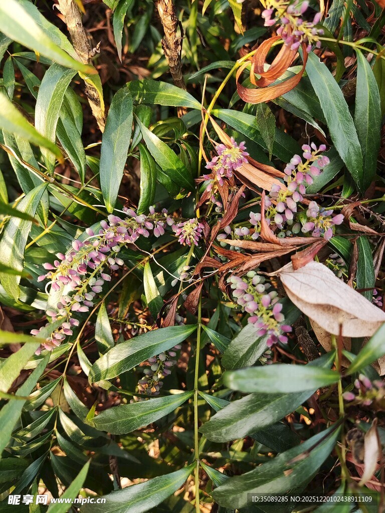 枝叶间的多彩植物景观