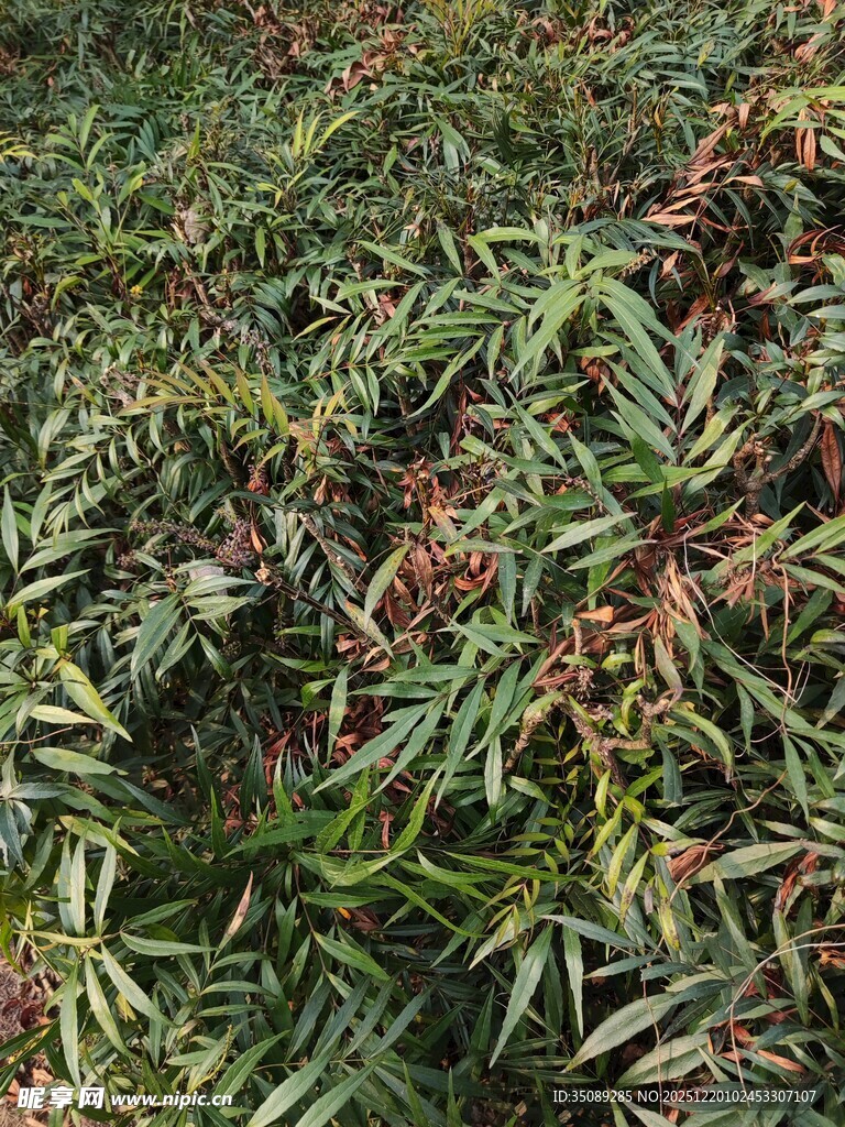 翠绿带红边的繁茂植物