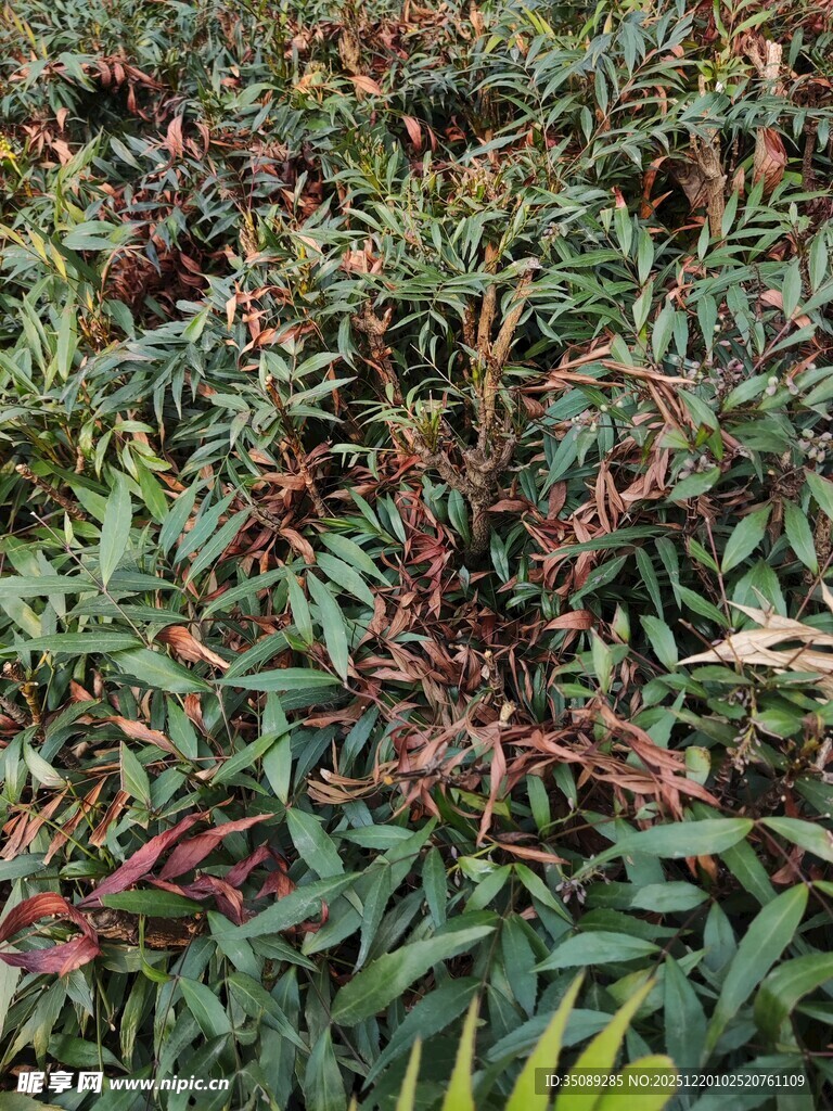 多彩斑斓的植物叶片