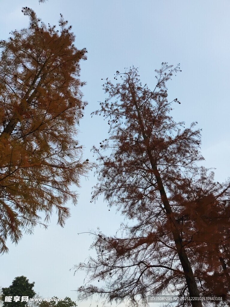 秋日挺拔水杉树