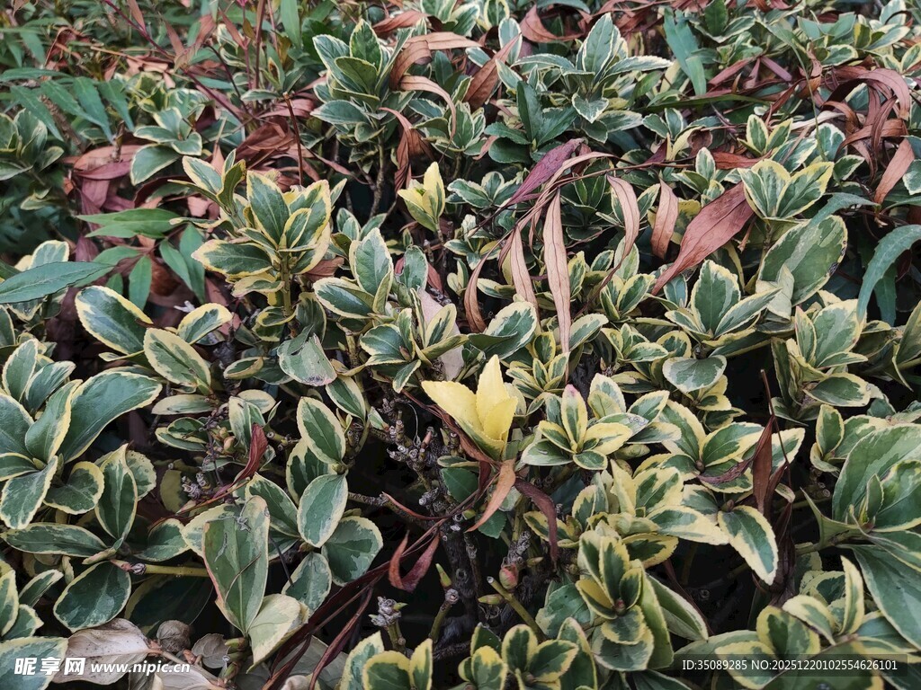 多彩叶片的植物景观