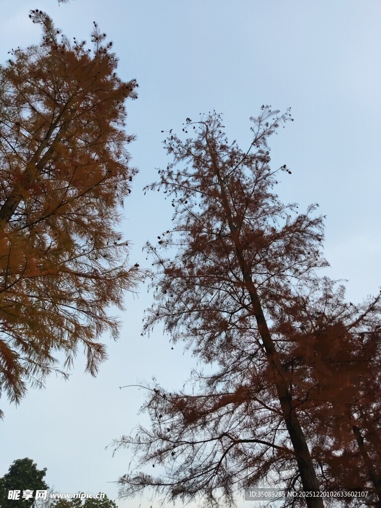 秋日金黄树木景致