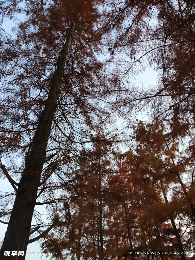 秋日挺拔水杉树景观